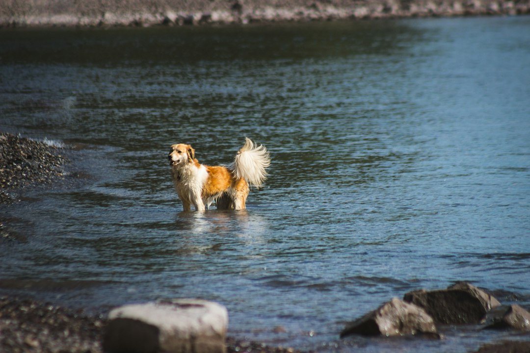 A small dog wading into a lake on a sunny day