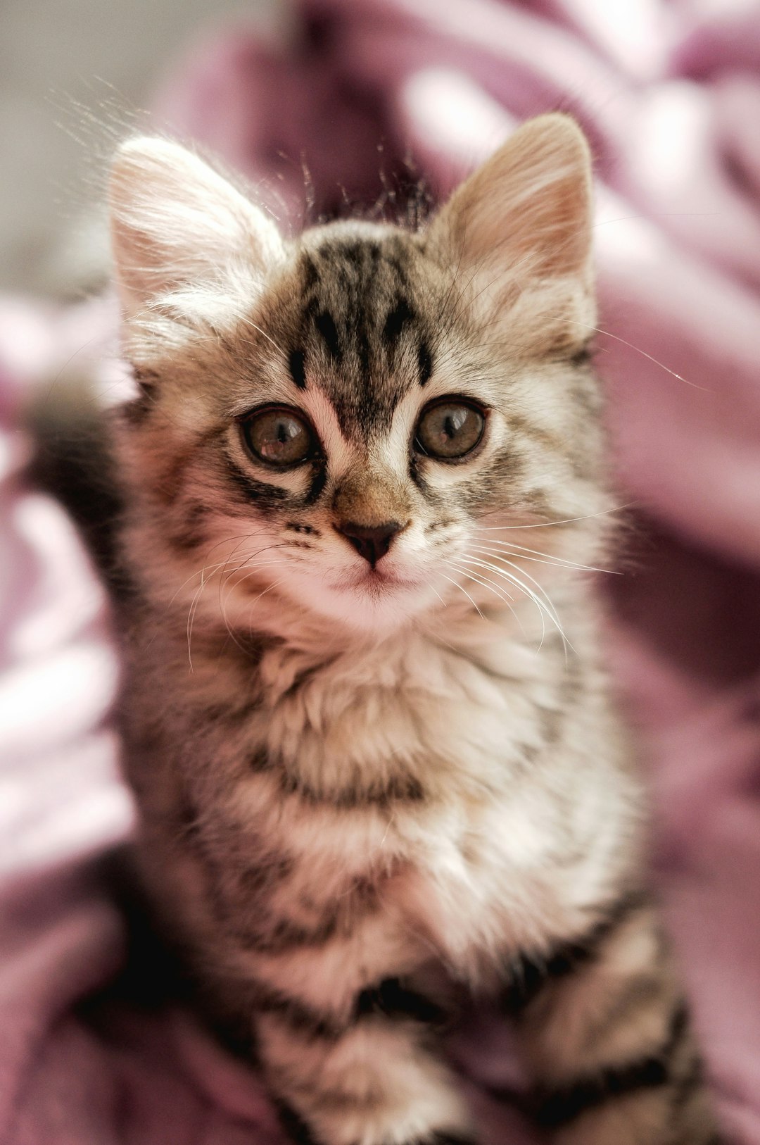 A tabby kitten resting on a soft blanket
