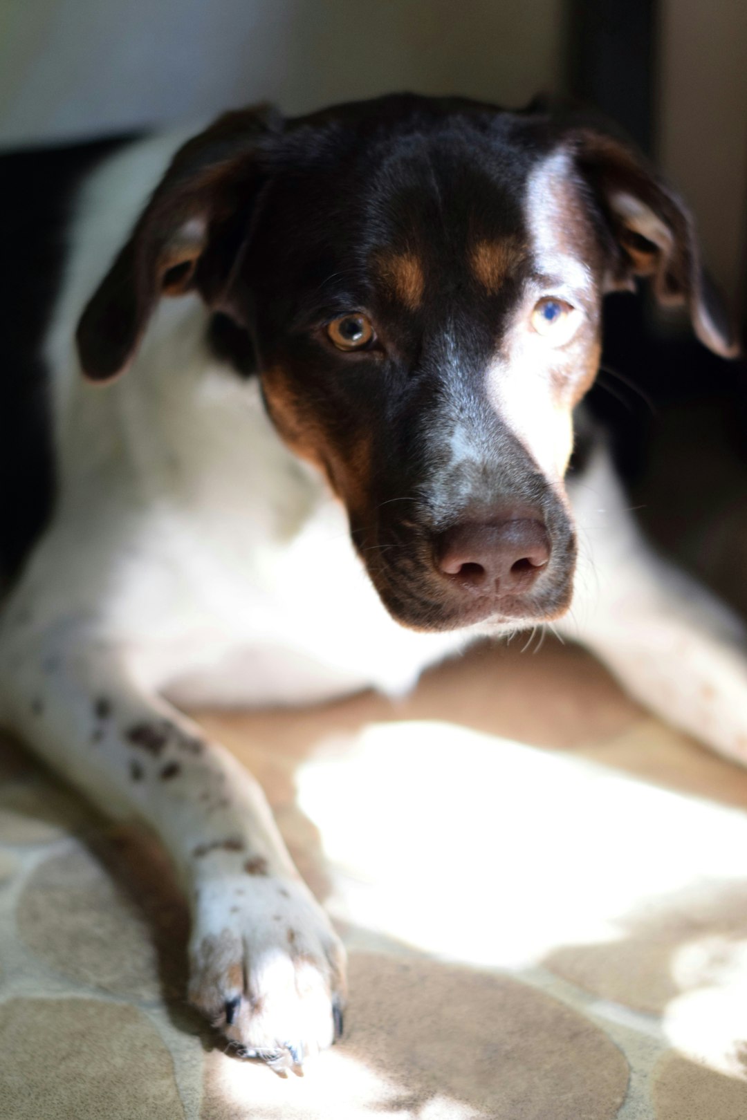 A black and white dog resting in a patch of sunlight