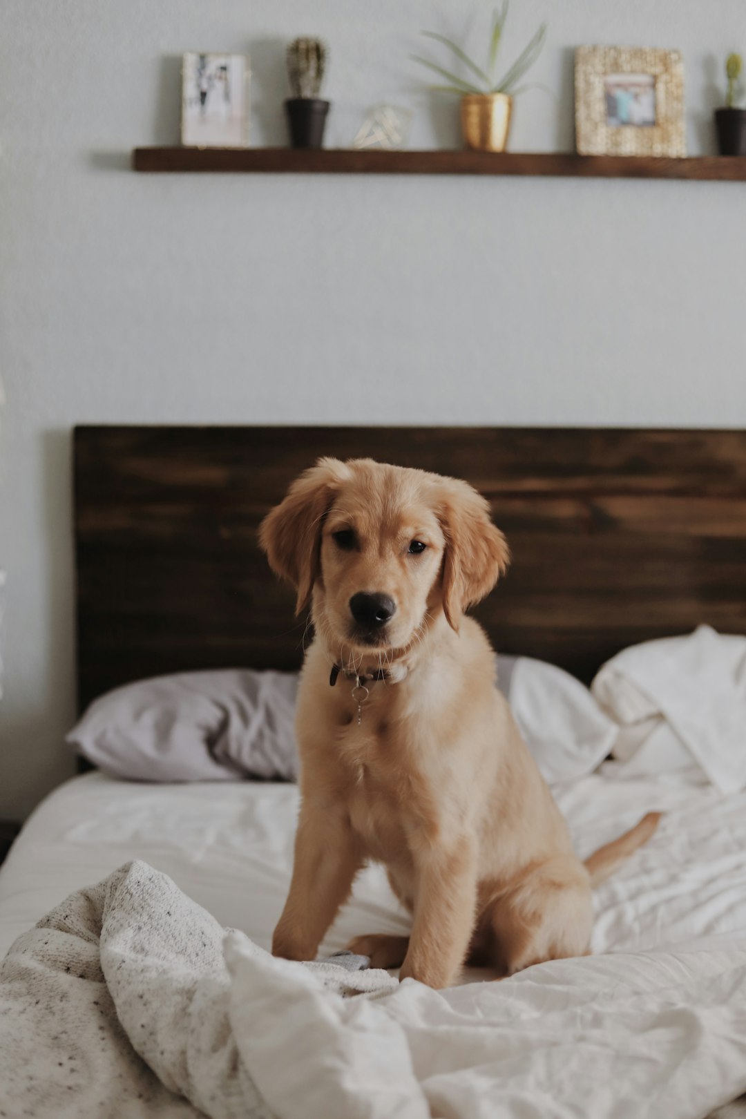 A golden puppy sitting on a freshly made bed