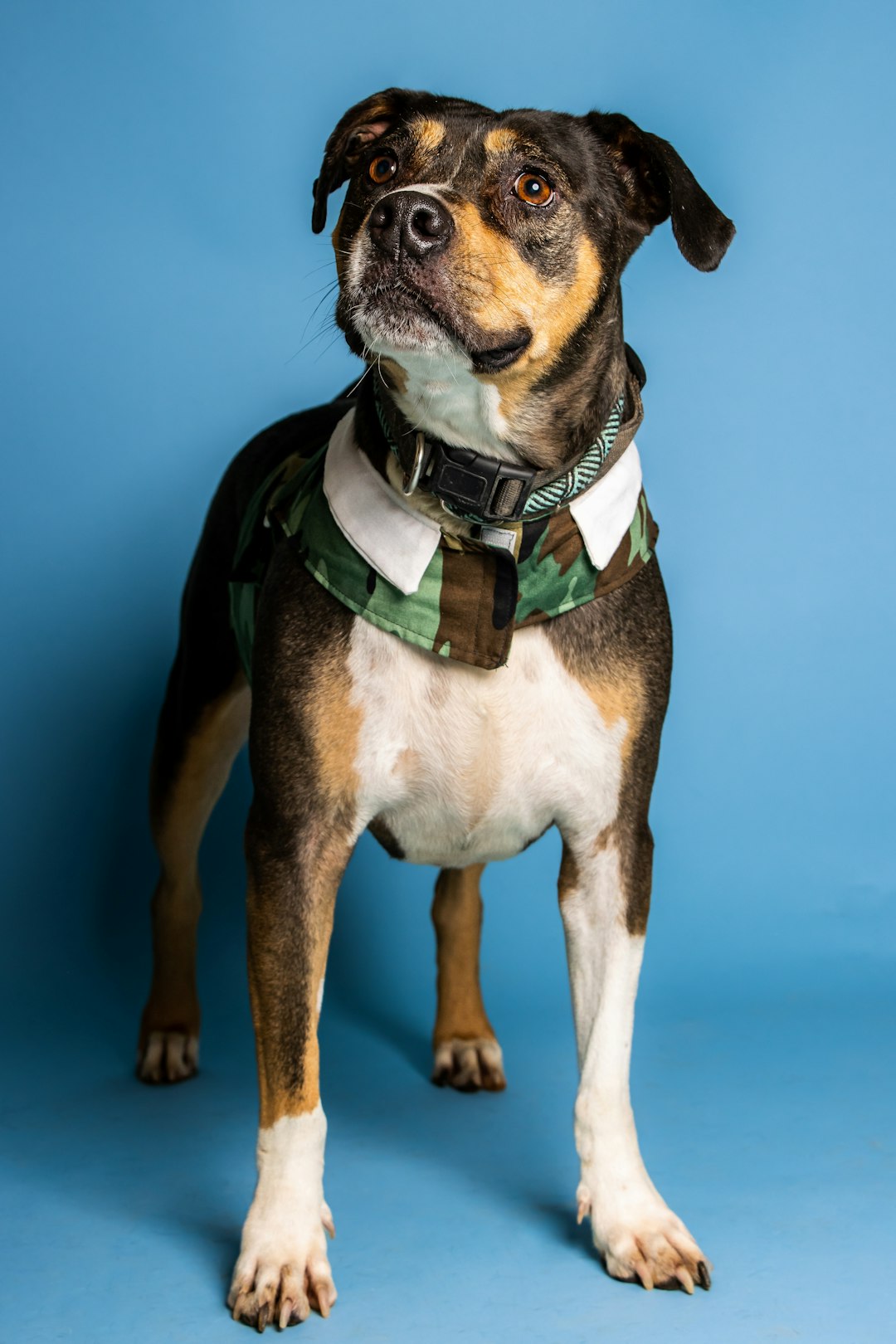 A brown and white dog in a green bandana looking up attentively