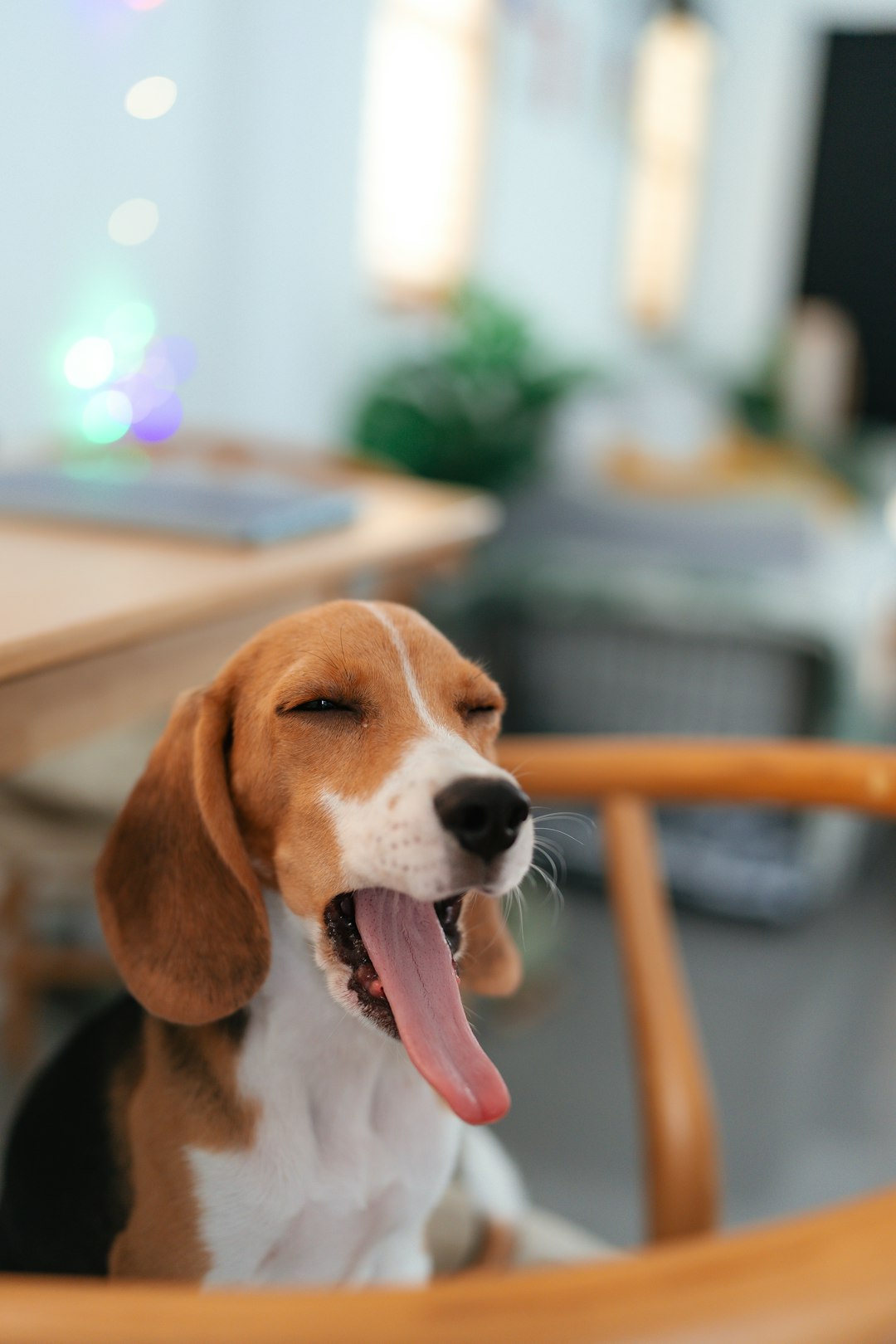 A relaxed beagle yawning on a wooden chair at home
