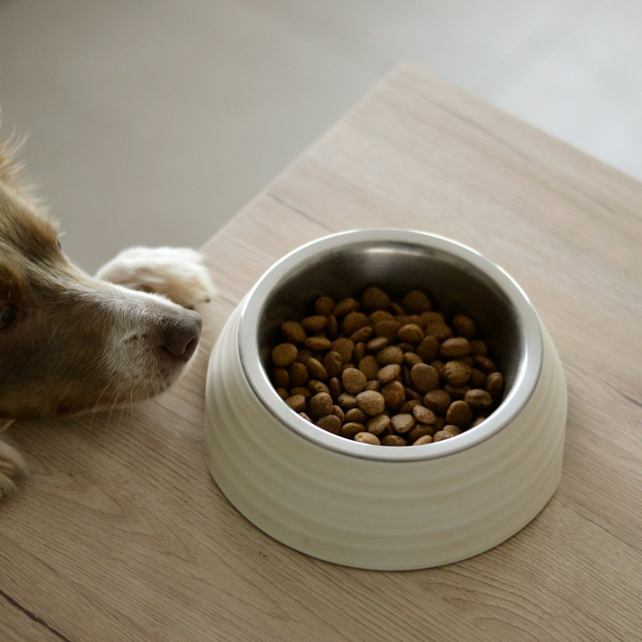 A dog sniffing a bowl of dry food